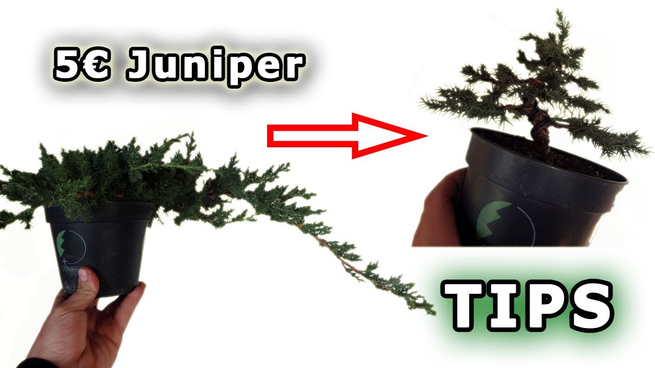 BONSAI PASO A PASO - juniperus procumbens de vivero