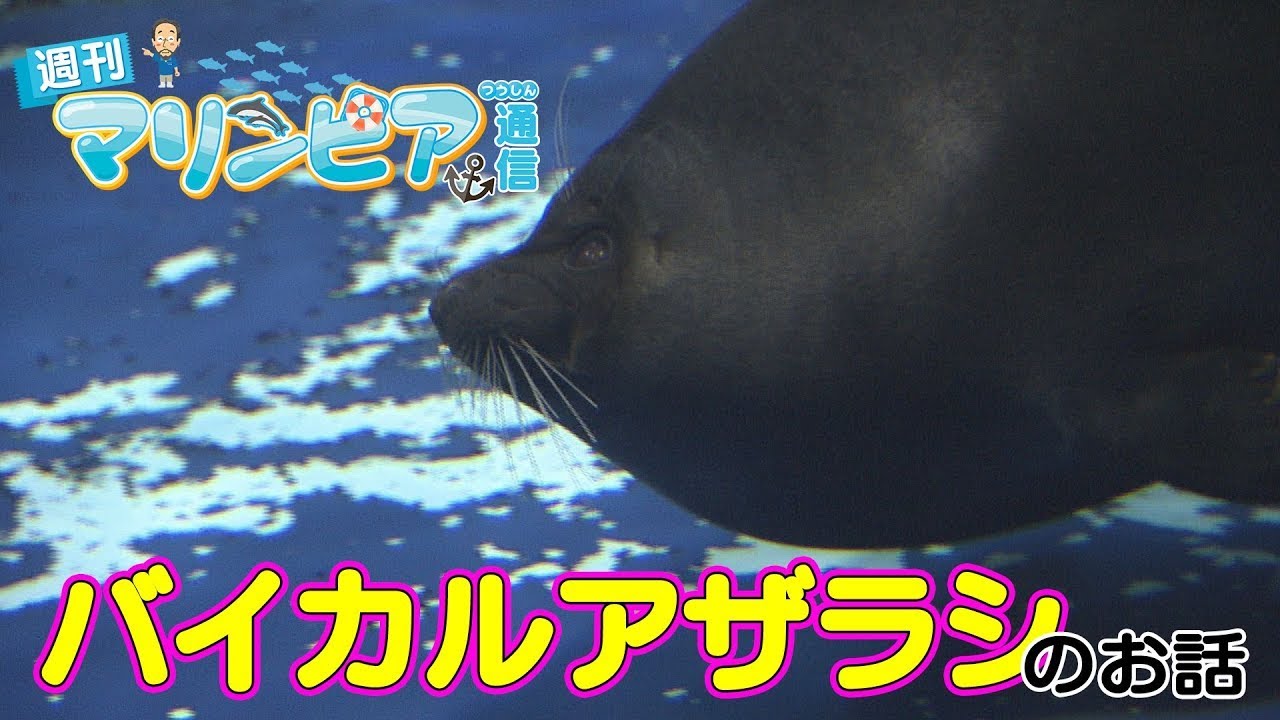 週刊マリンピア通信　＃52 バイカルアザラシのお話
