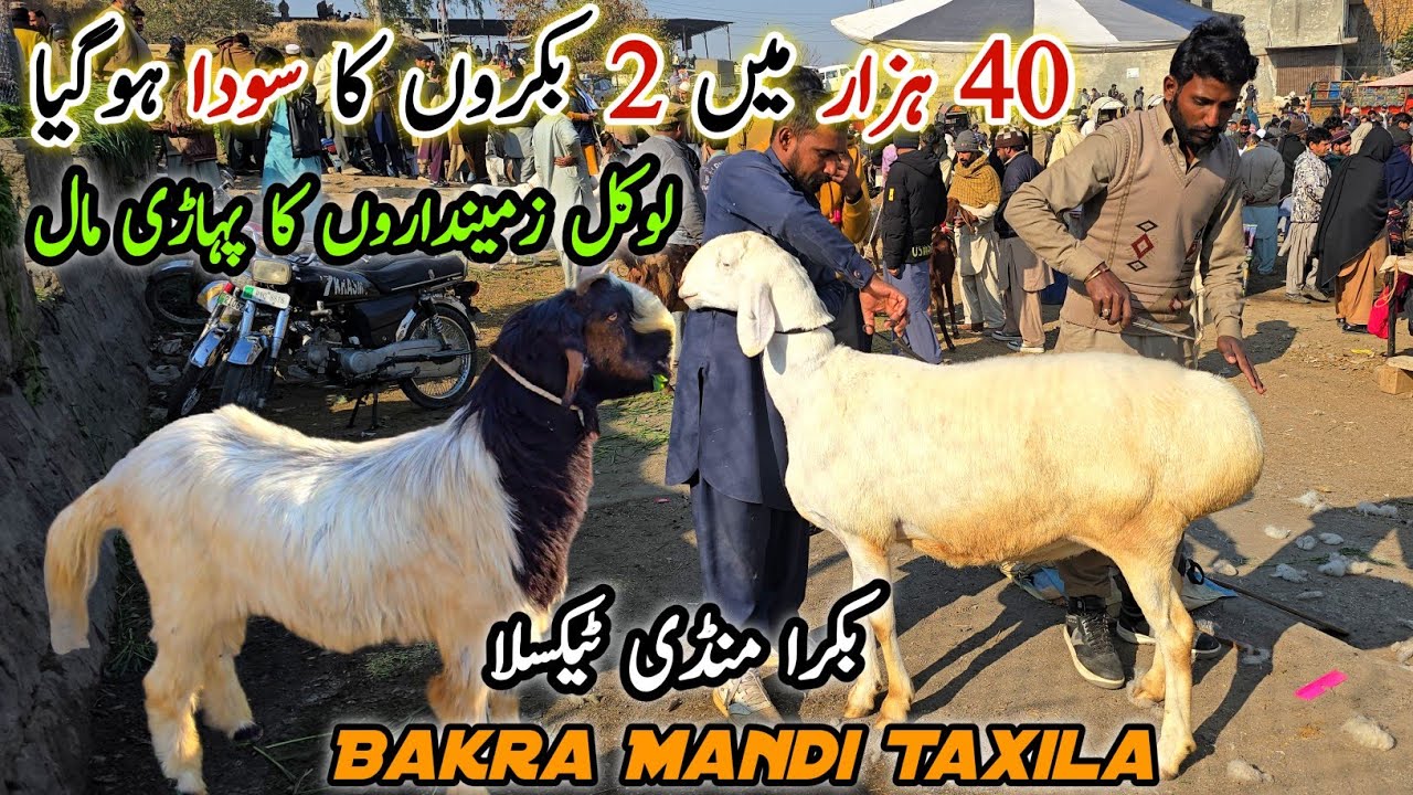 Local Pahari Mall Bakra Mandi Taxila Update January 2026 | Qurbani Bakra Eid 