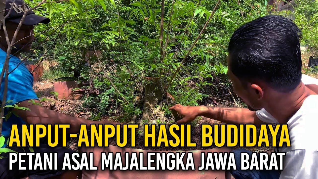 BONSAI-BONSAI ANTING PUTRI HASIL BUDIDAYA PETANI BONSAI ASAL MAJALENGKA JAWA BARAT