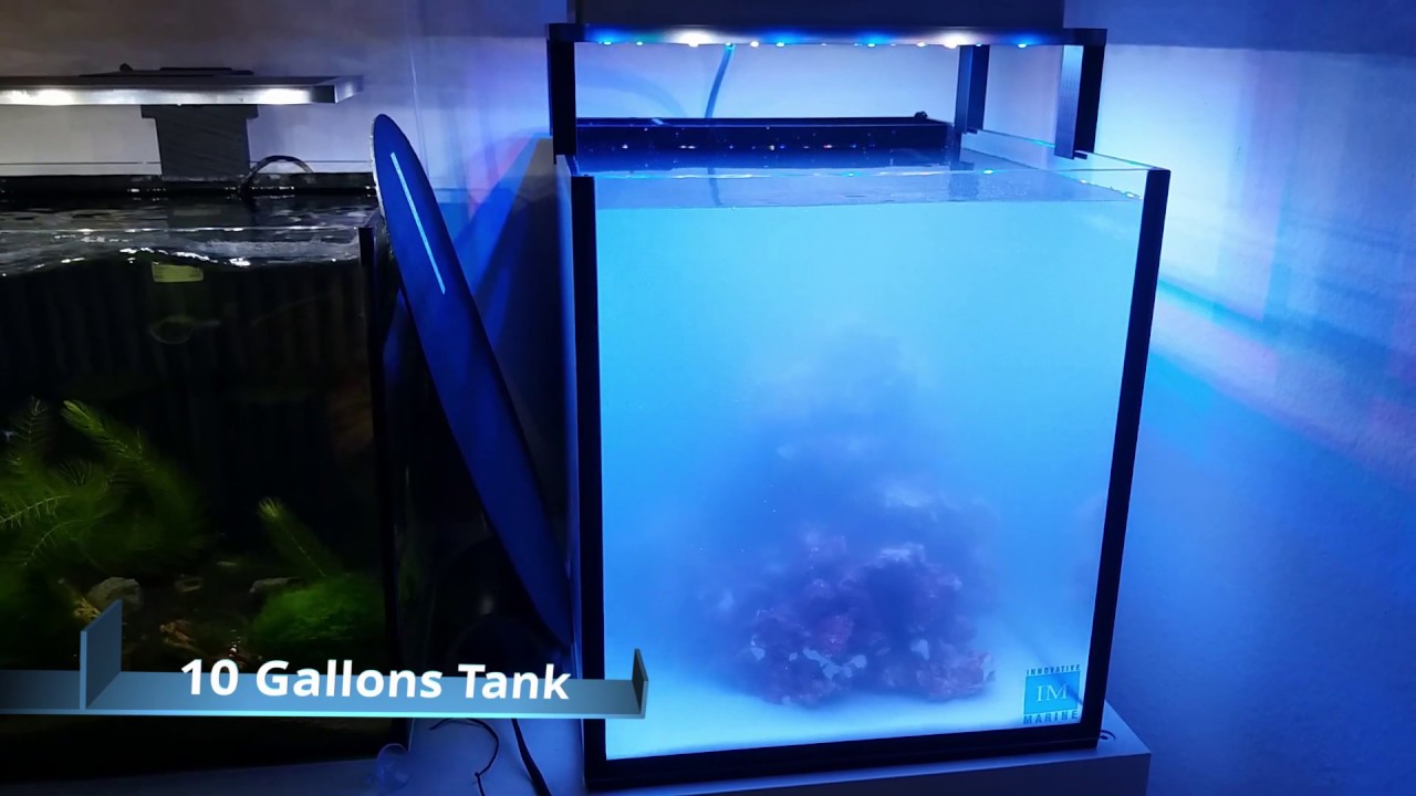 My Nano Reef Tank | 10 Gallons Reef Tank California ~ Greenhorn Reefer