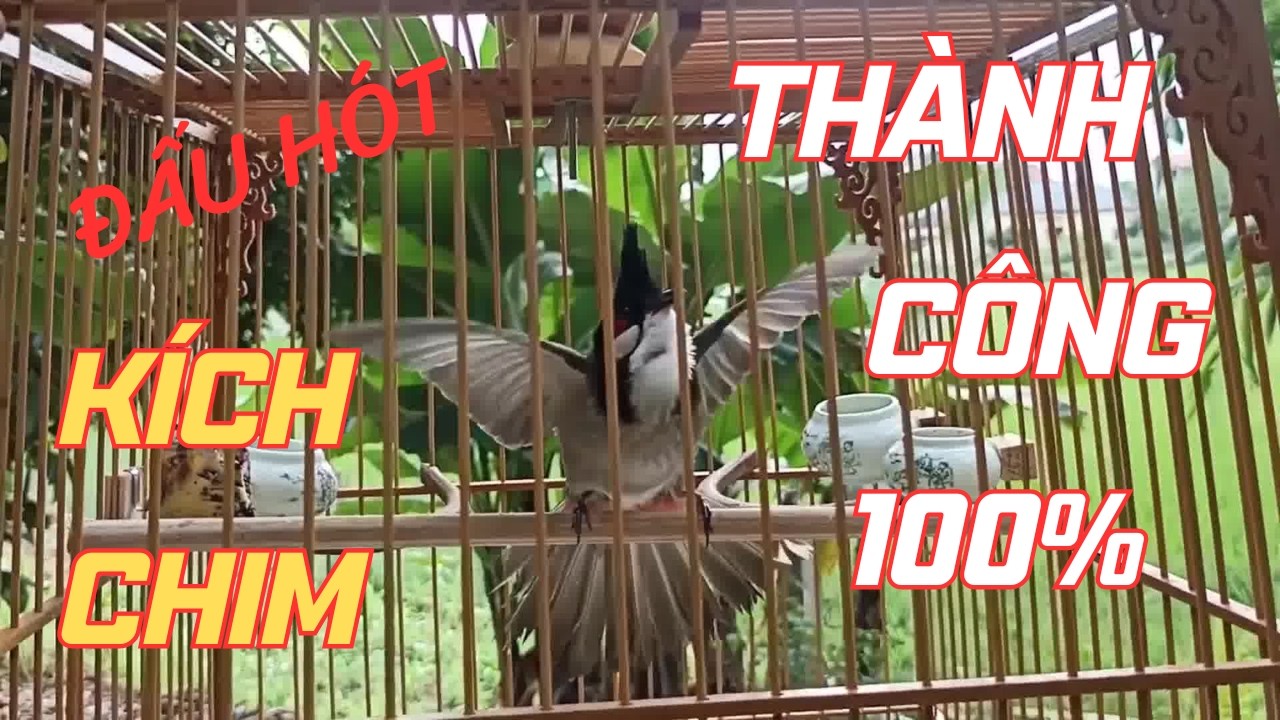 Chào Mào Kích Bổi Lên Lửa!.. Luyện Chào Mào Hót Đấu - Chào Mào Kích Trống Hót Căng Lửa. chào mào đấu