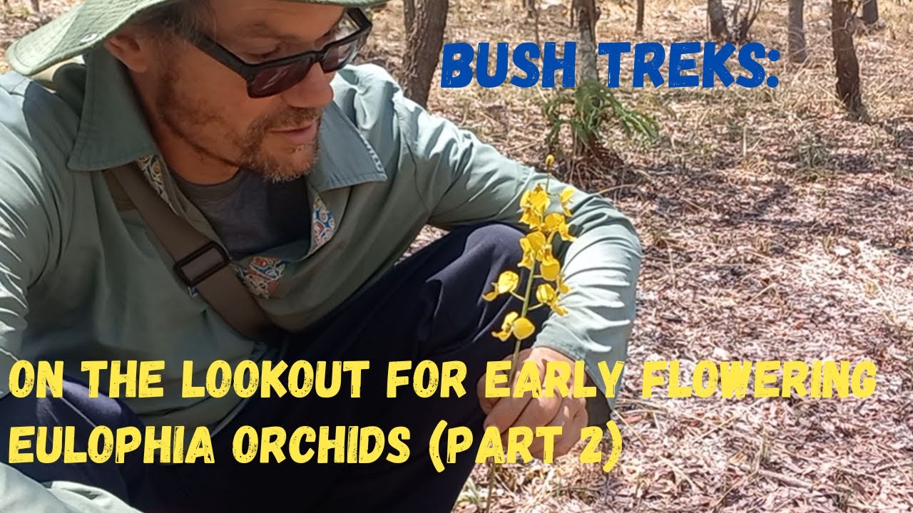 Bush Treks | Searching for the early flowering Eulophia orchids