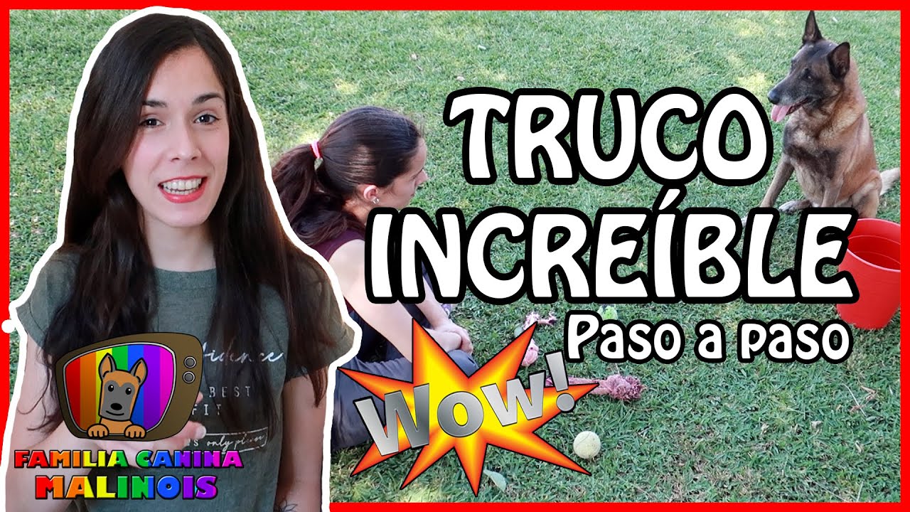 Cómo ENSEÑAR a un PERRO TRUCOS (GUARDAR OBJETOS) | Adiestramiento Canino