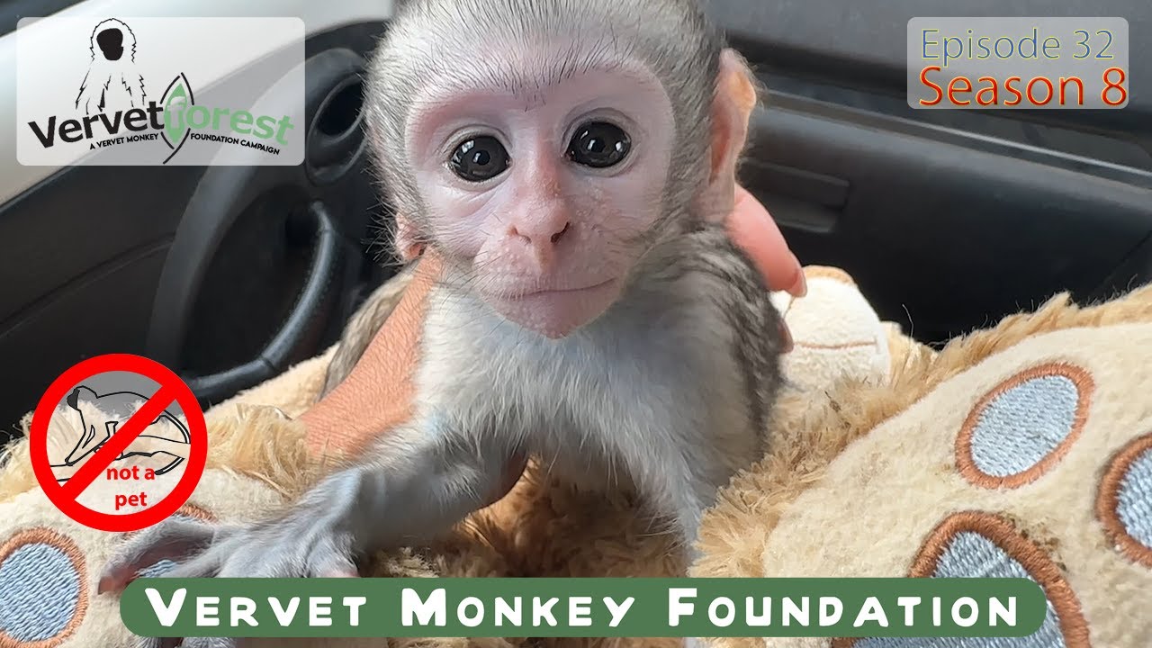 Baby monkey rescued from mother after deadly road accident