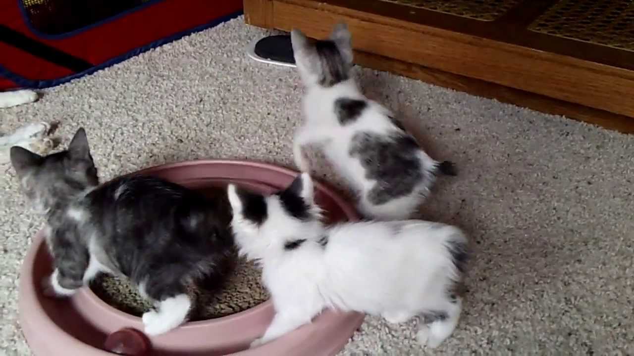 Japanese Bobtail Kittens Playing