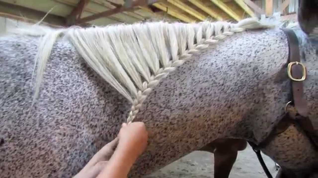 How to Braid a Horse's Mane