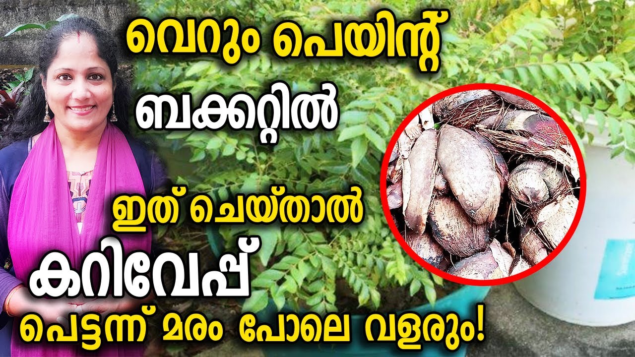 പെയിൻറ് ബക്കറ്റിൽ ഇത് ചെയ്താൽ കറിവേപ്പ്  മരം പോലെ വളരും! | Curry Leaves in Pot or Paint Bucket