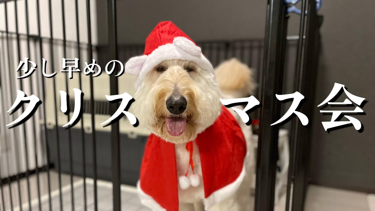 少し早めのクリスマス会をするゴールデンドゥードル