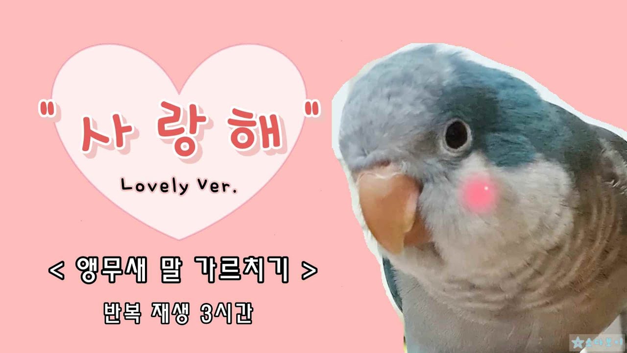 앵무새 말 가르치기 ★