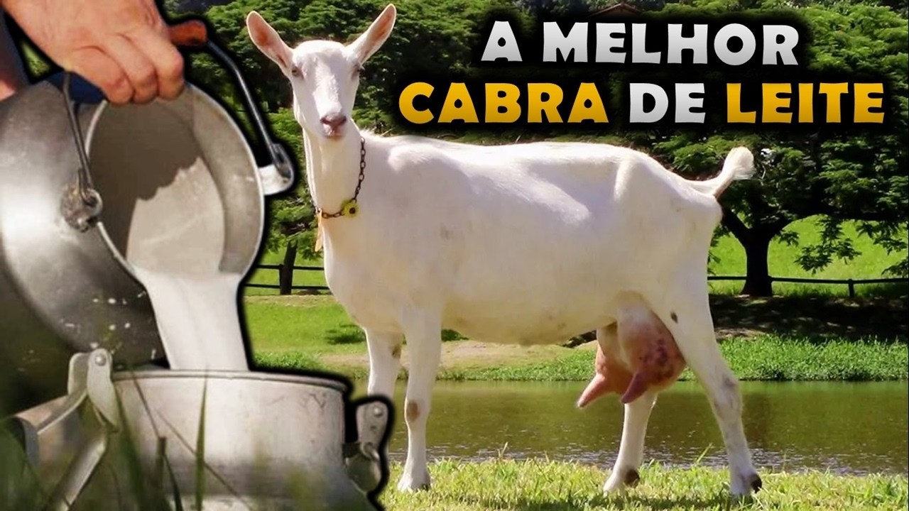 CONHEÇA A MELHOR RAÇA DE CABRA LEITEIRA DO MUNDO - CABRA SAANEN