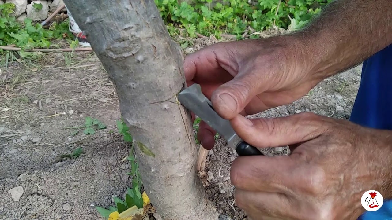 Innesti Solanum 2020 - 3°p