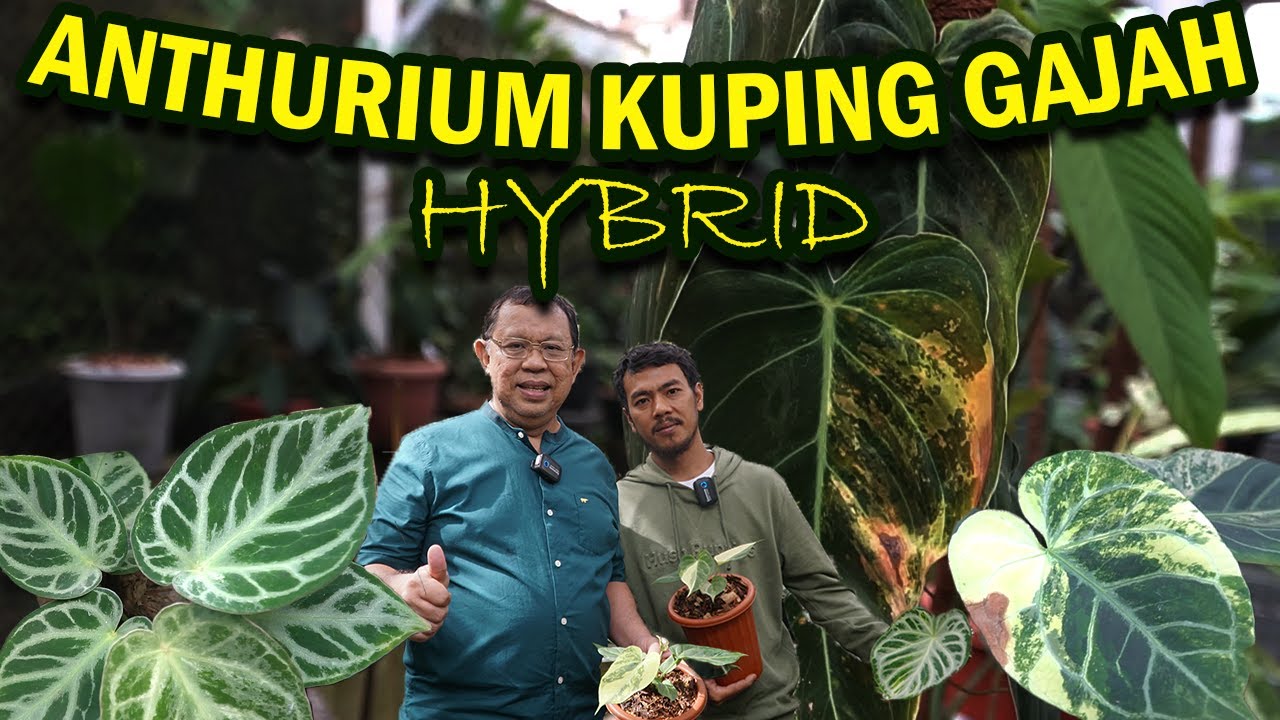 TOUR NURSERY ANTHURIUM KUPING GAJAH MUTASI INCARAN PARA KOLEKTOR