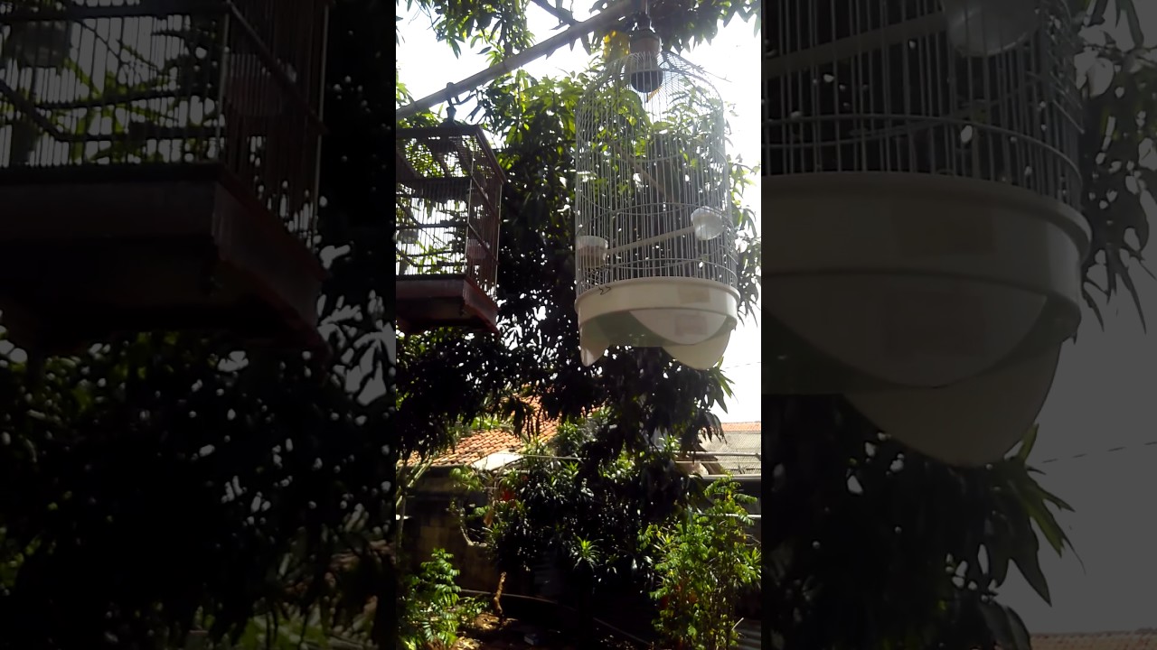 Lovebird anakan buat master pemula
