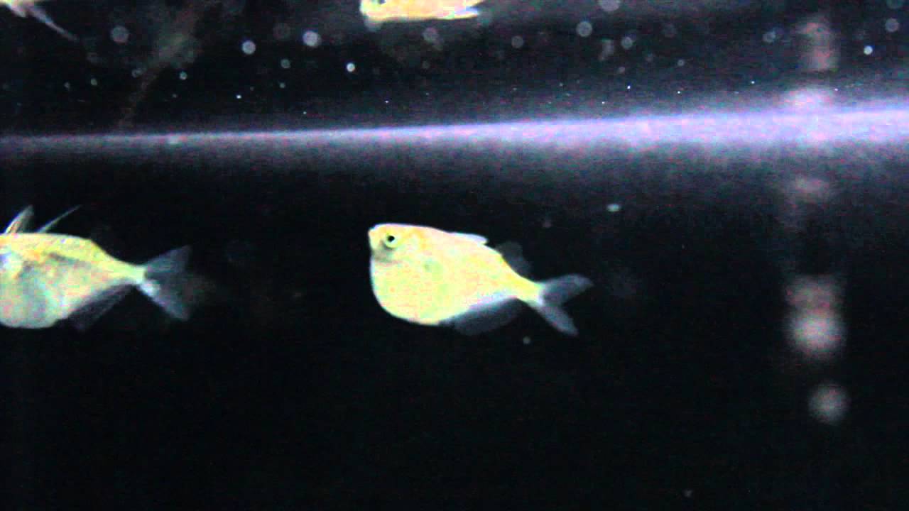 Species Spotlight  - Hatchet Fish (Pilot Episode)