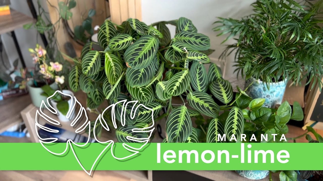 This Maranta Took Over My Living Room!