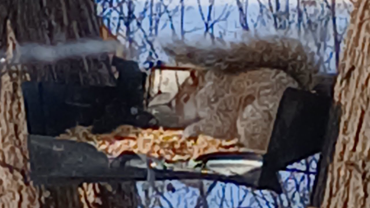 Nature Watching