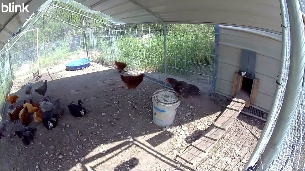 Hens are getting big.