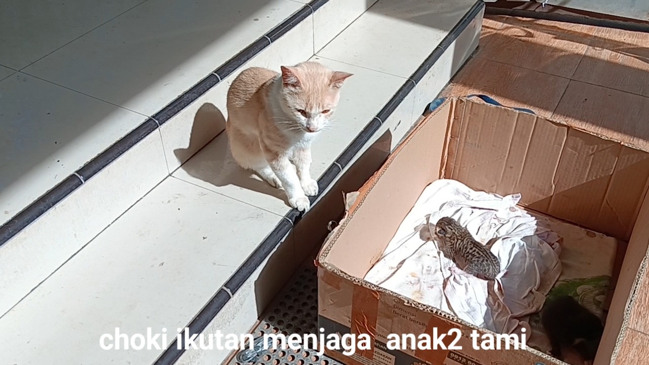 Ketika kucing-kucing ingin berjemur , tapi tiba-tiba....