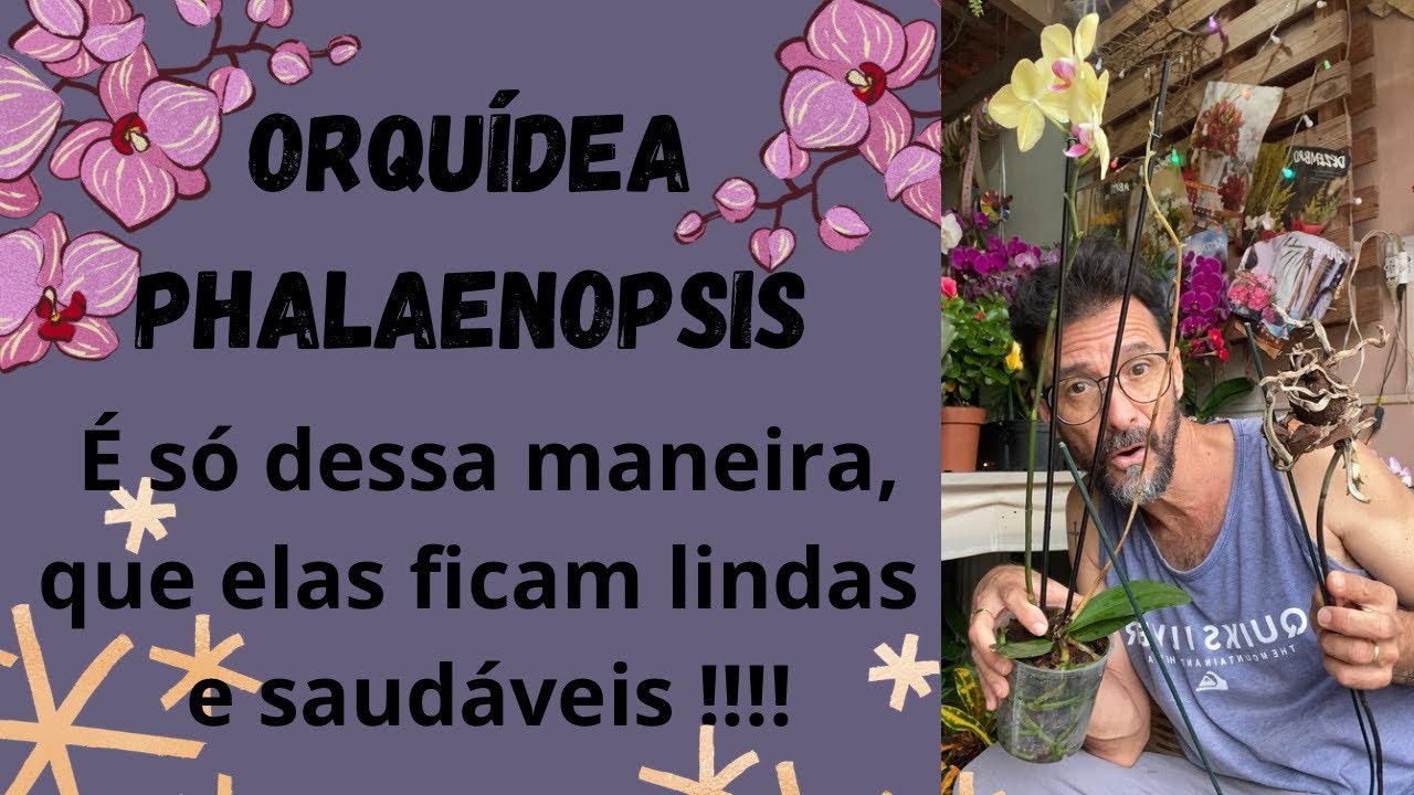 Orquídea  PHALAENOPSIS. É só dessa maneira que elas ficam lindas e saudáveis !!!!