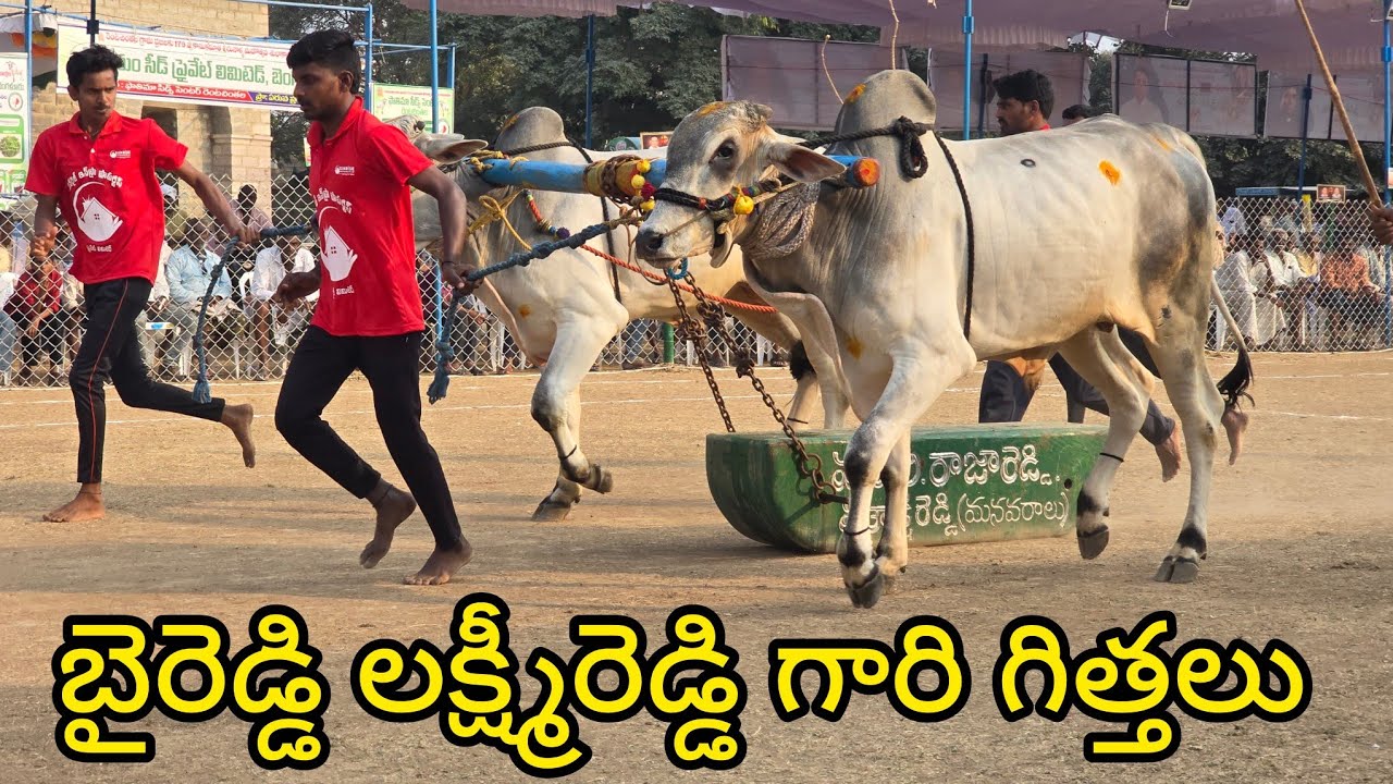 రెంటచింతల పాల పళ్ళ 16. జత