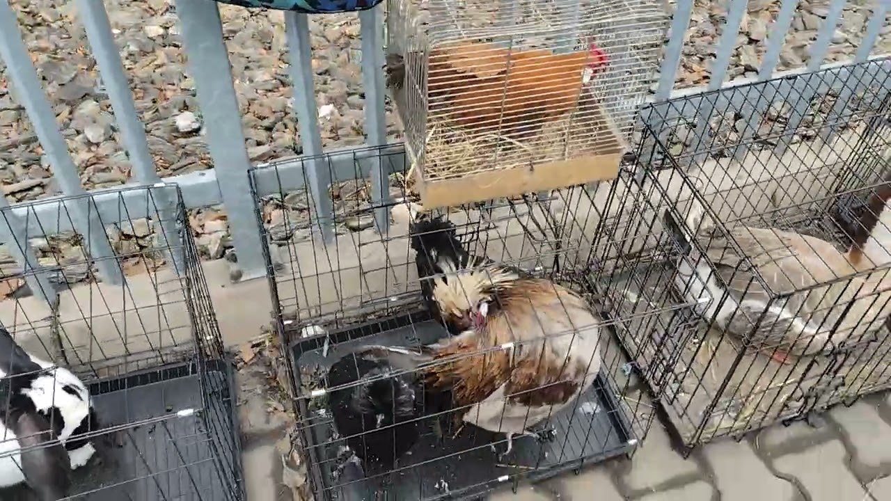 Tłumy na na ptasiej giełdzie w Pszczynie 🫡 Zapraszam na film 👍🤝