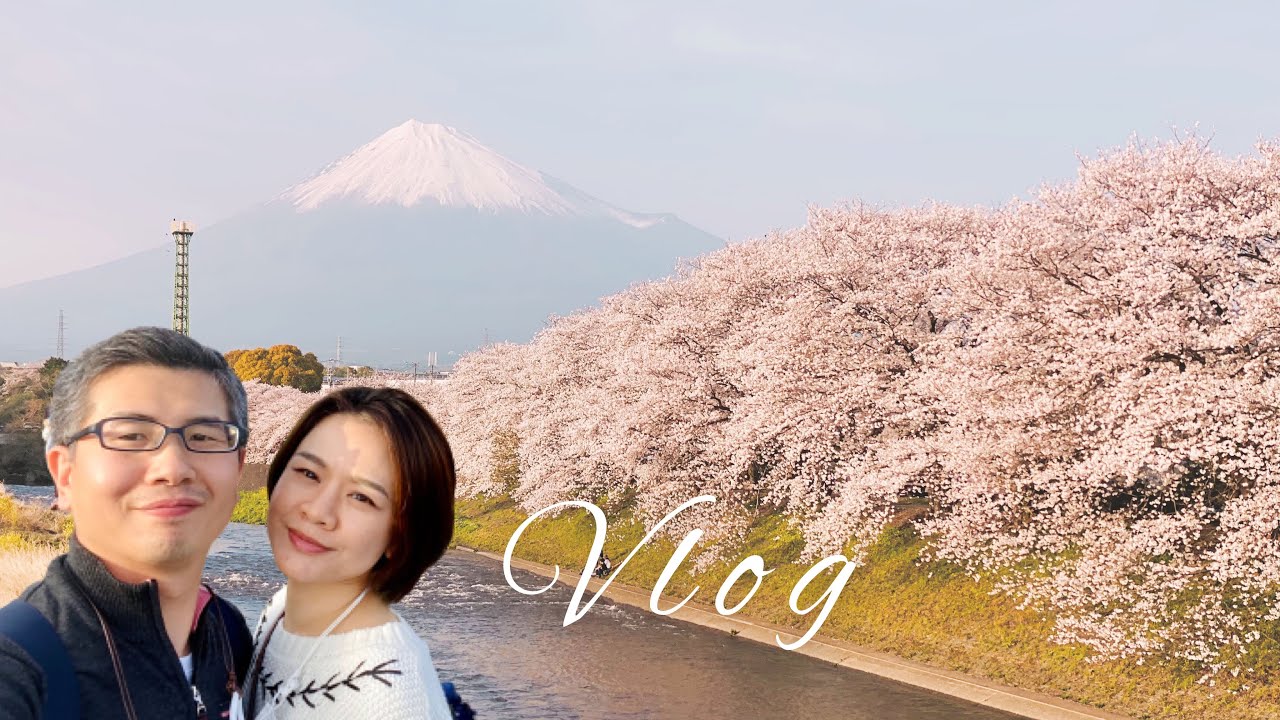 แม่บ้านญี่ปุ่น🇯🇵 พาชม ซากุระ🌸🗻 เมืองฟูจิ จังหวัดชิซุโอกะ SHIZUOKA ซากุระกลางวัน VS กลางคืน Vlog