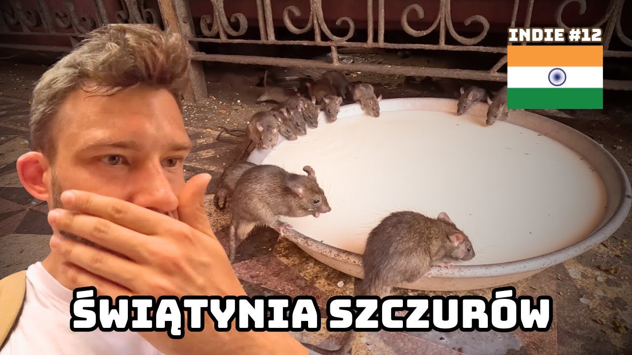 SŁYNNA ŚWIĄTYNIA SZCZUR&Oacute;W (KARNI MATA TEMPLE) || INDIE || Niedzielne Podr&oacute;że #26