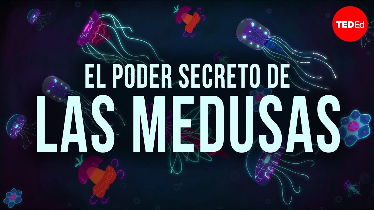 Las medusas son anteriores a los dinosaurios. ¿Cómo han sobrevivido tanto tiempo? - David Gruber
