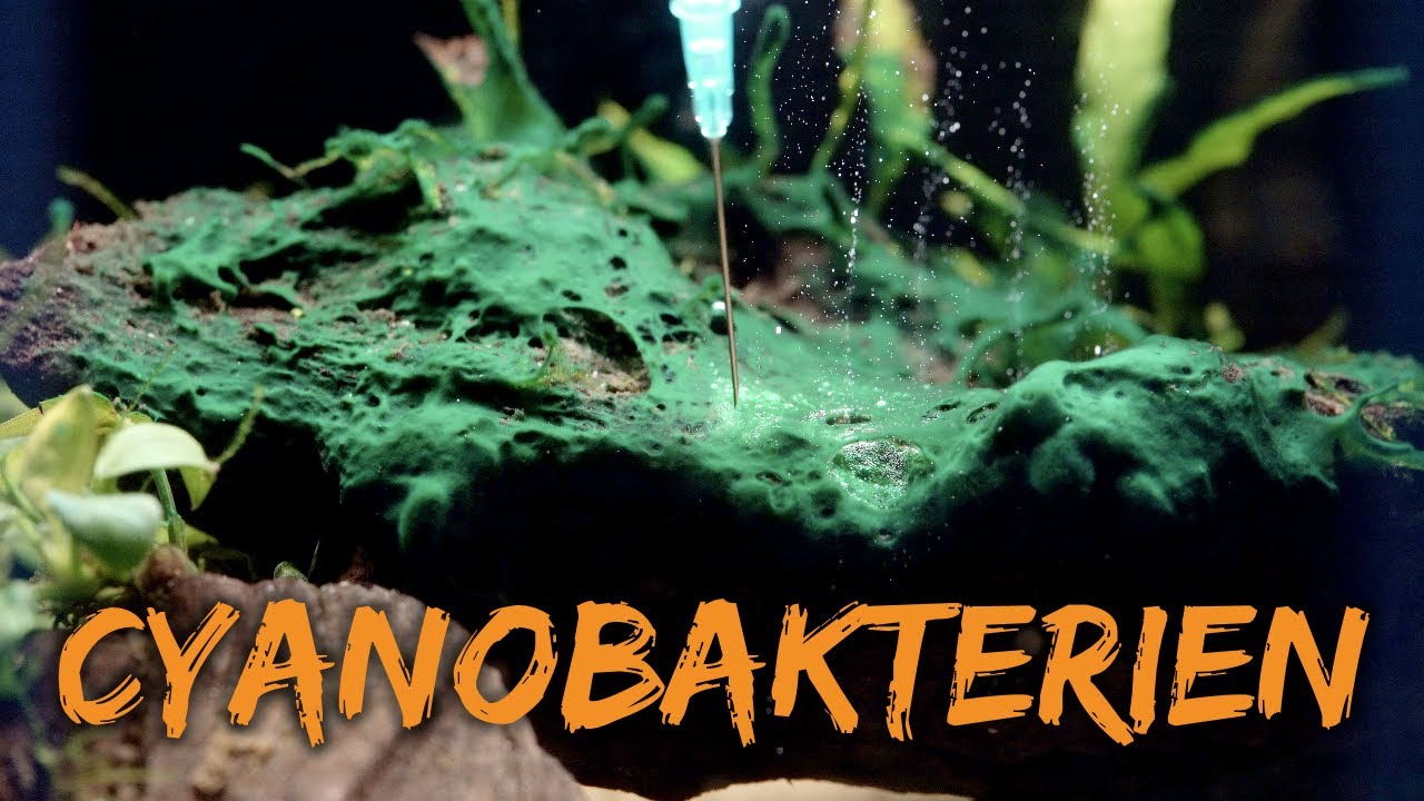 Cyanobakterien (Blaualgen) bekämpfen | Cyanos - Die Geißel der Aquaristik | Algen im Aquarium