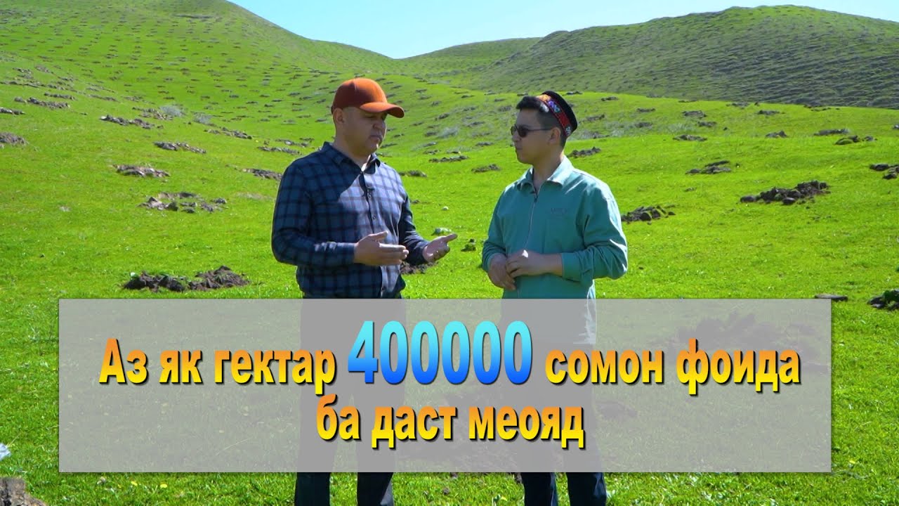 Парвариши писта ва манфиати он