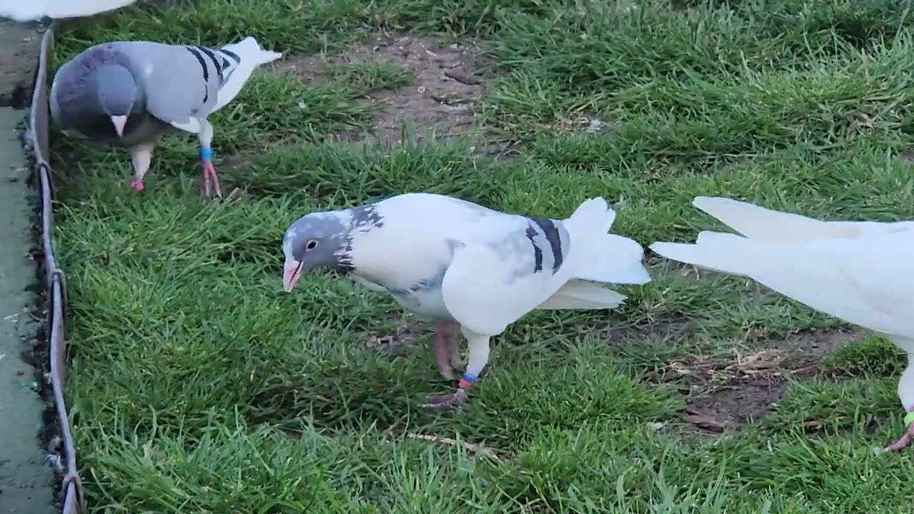 Vouta pigeons Tom