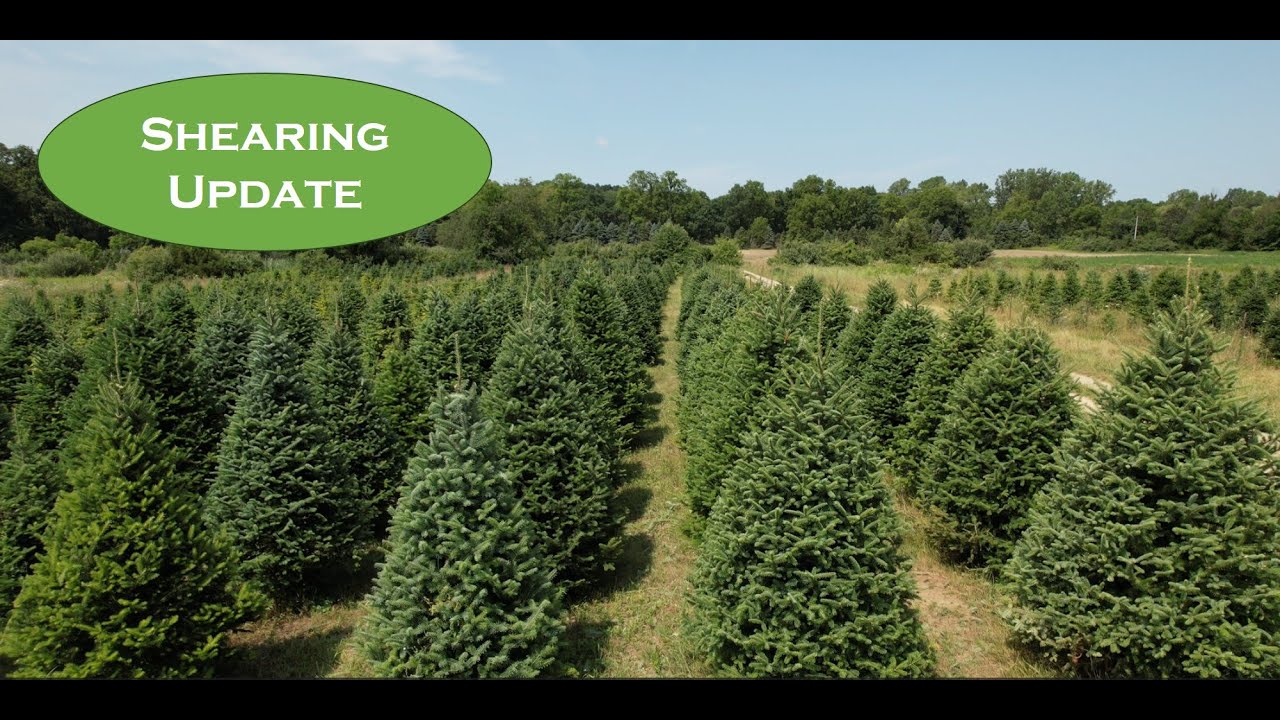 Tree Field Tour: 2024 Shearing and Growth Progress