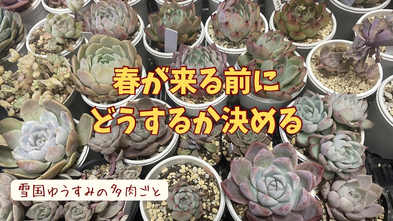 No.50 3月なのにまだ雪降るの〜枯葉取りしながら〜