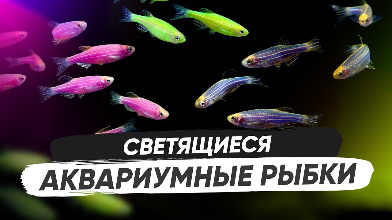 Светящиеся аквариумные рыбки GloFish глофиш