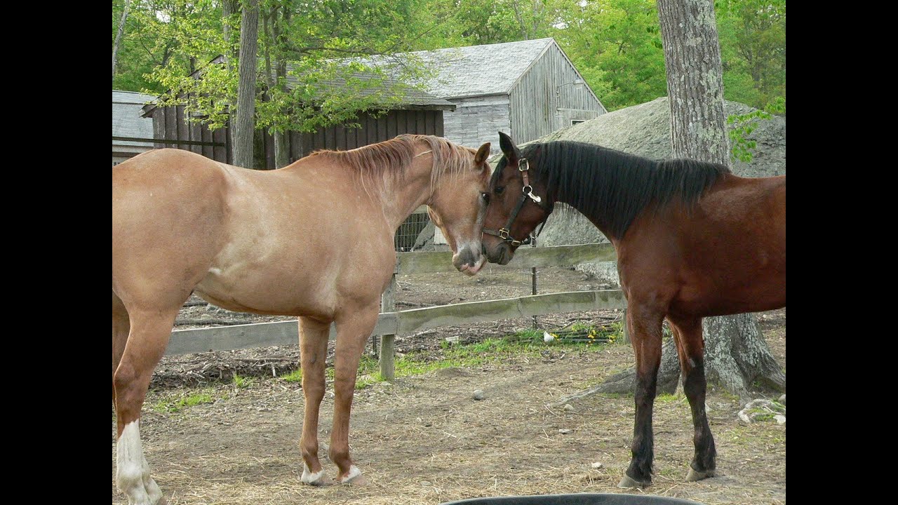 Beautiful Horse Reunion