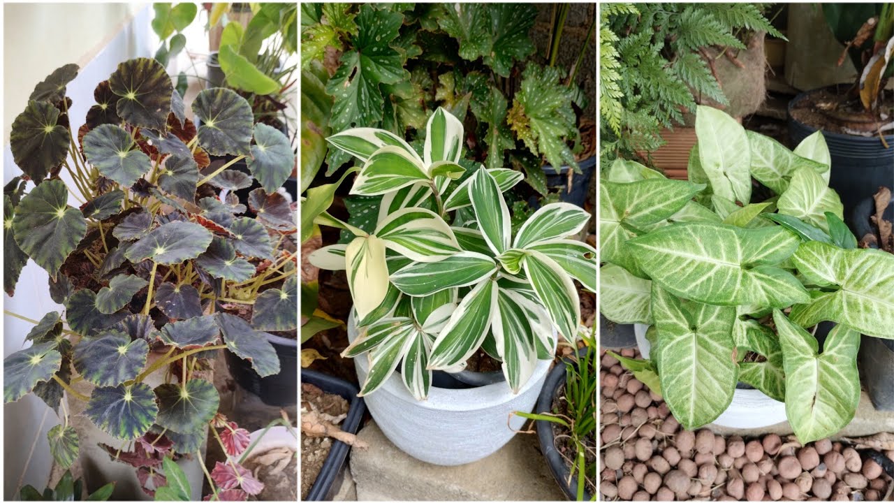 Plantas em vasos que são um charme