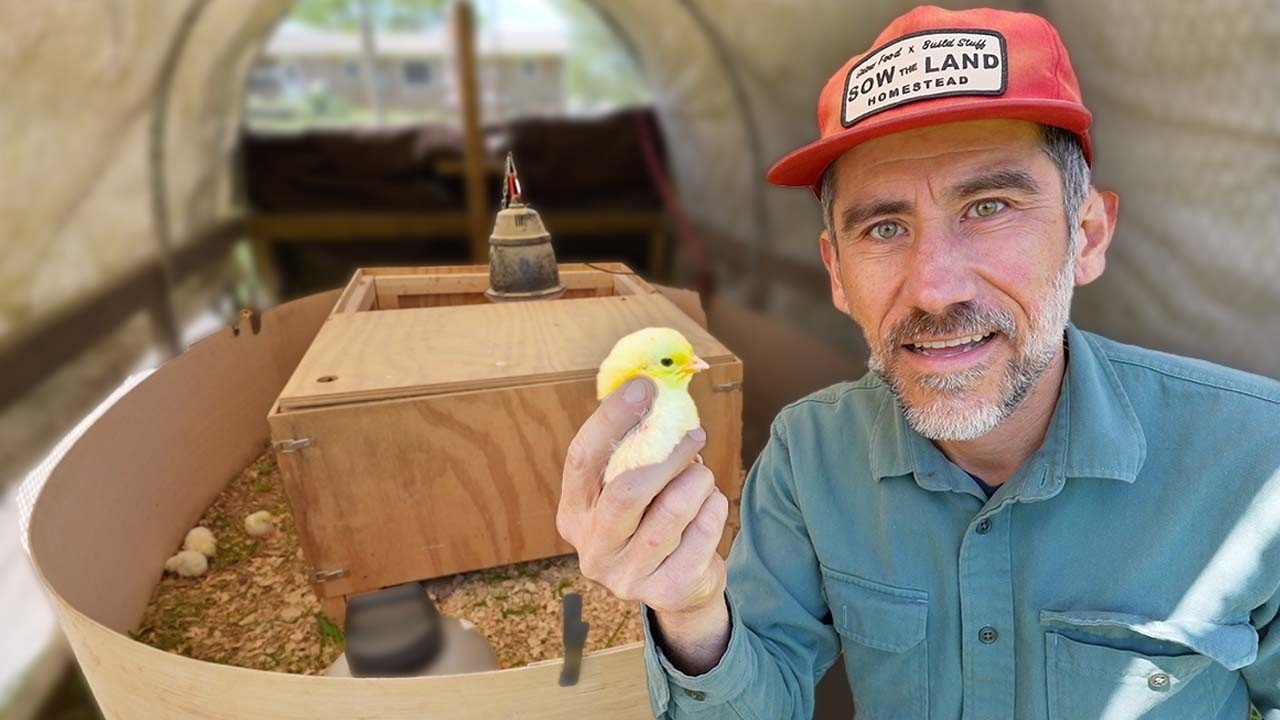 When 100 Chickens Arrive on the Farm