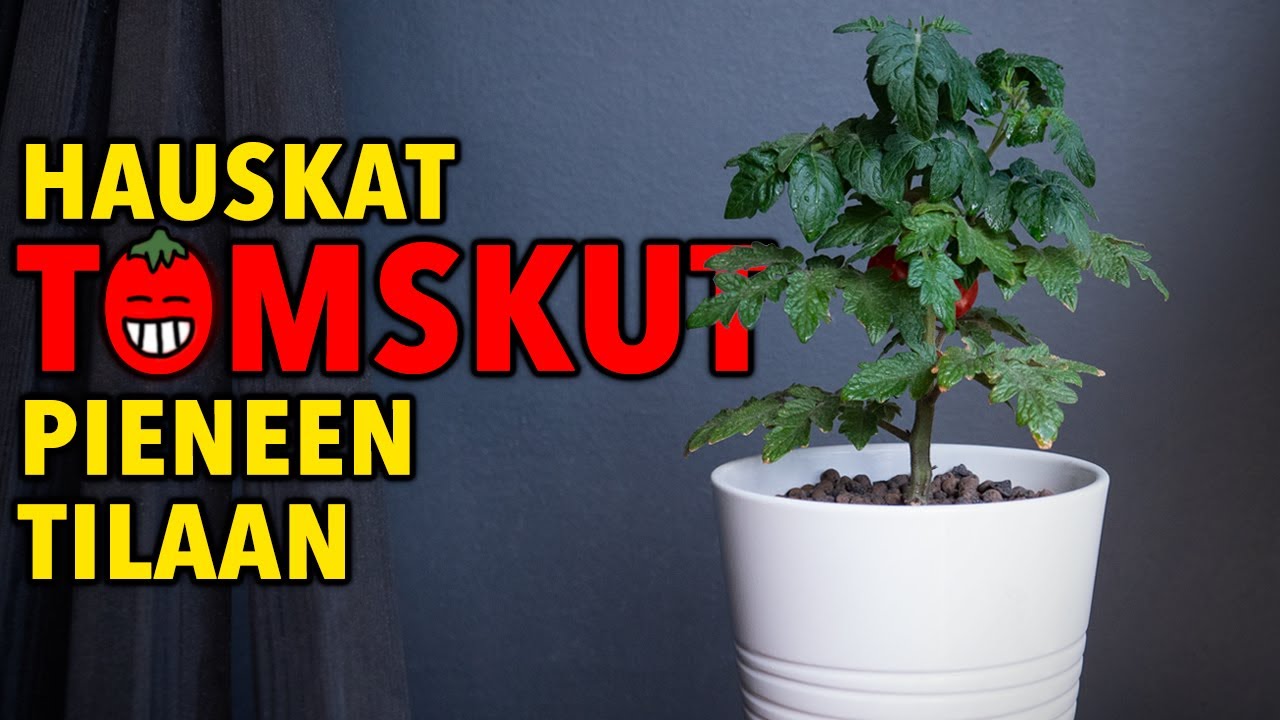 Kokeile sinäkin näitä söpöjä tomaatteja