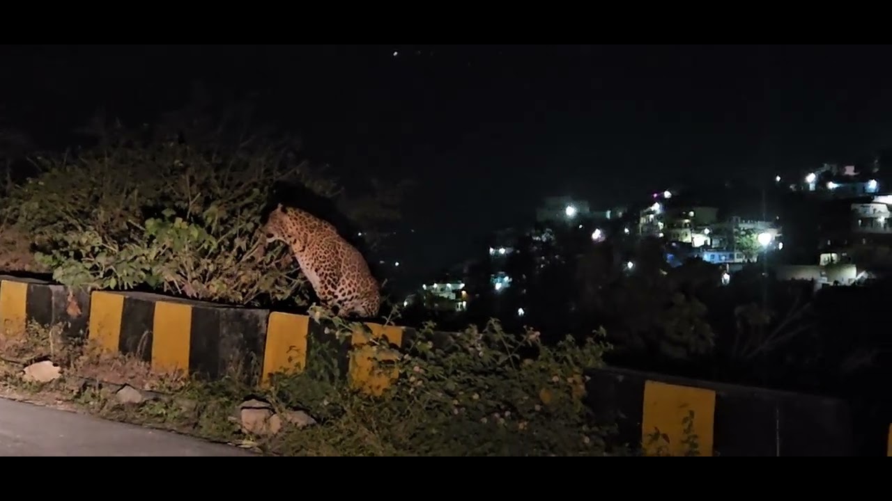 live tiger 🤫 चिता 🐆🐅🐅🐅