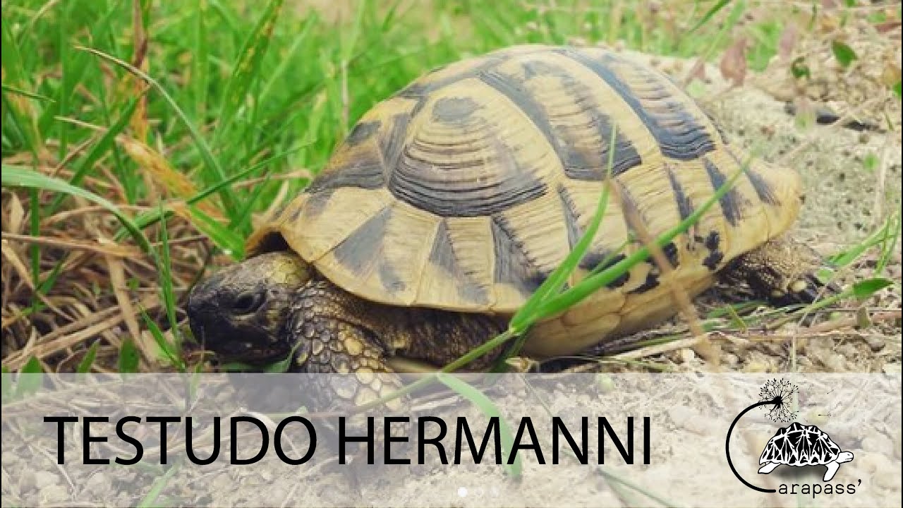 La tortue Hermann (Testudo hermanni)