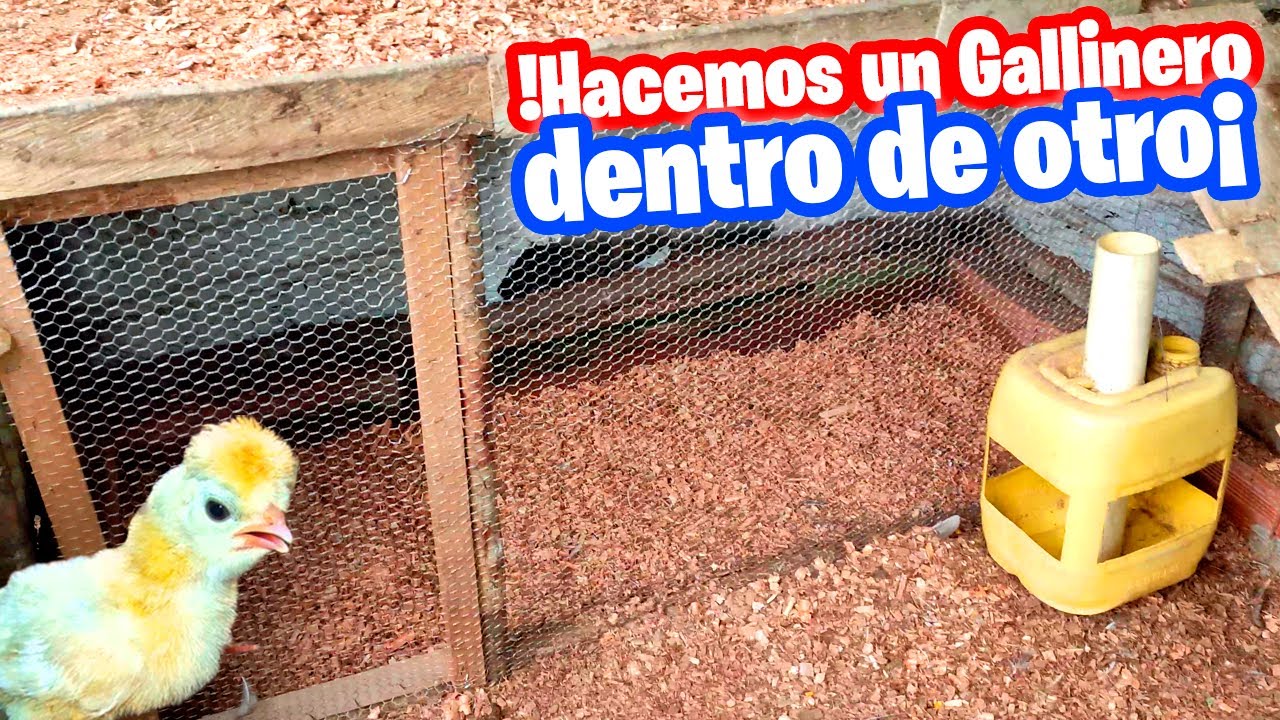 Haciendo una Jaula pequeña para Gallinas 😲 Ya van a nacer los pollitos 🐥 Hablamos del gallinero