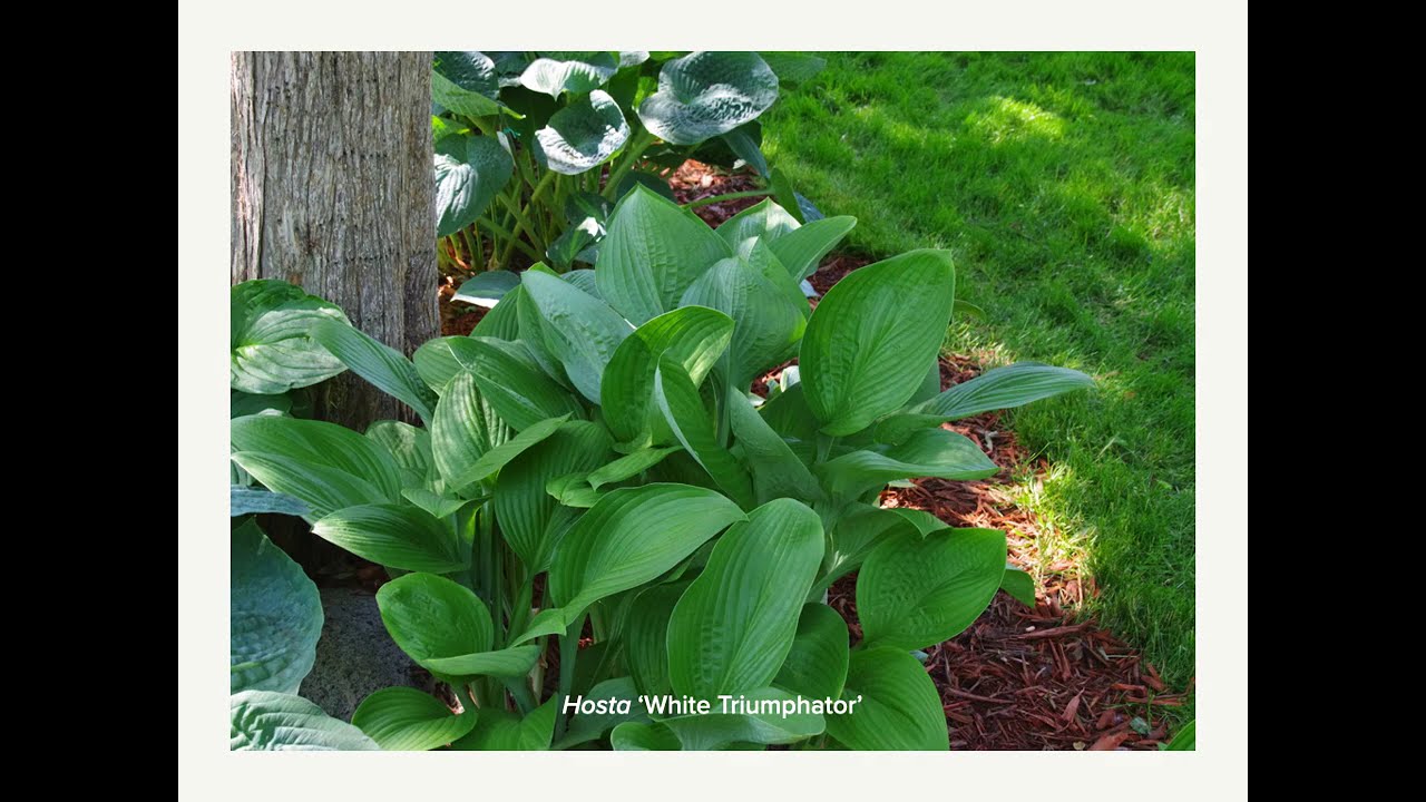 Hosta Vision 2020 Virtual Tour, Part 2, West and South Metro
