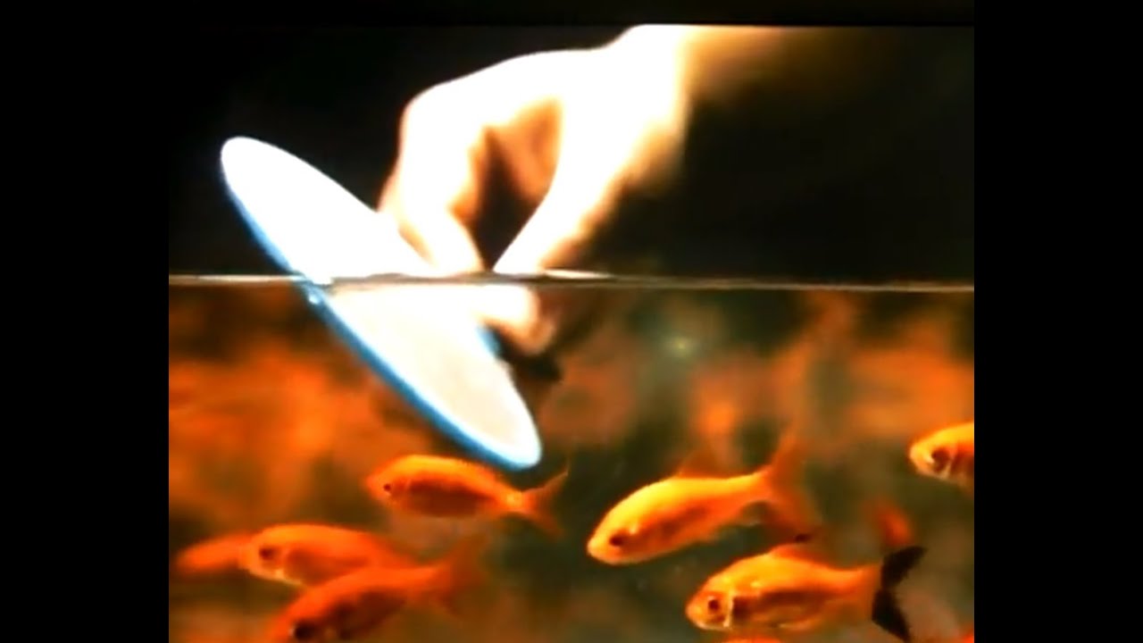 金魚すくい 達人技を大研究