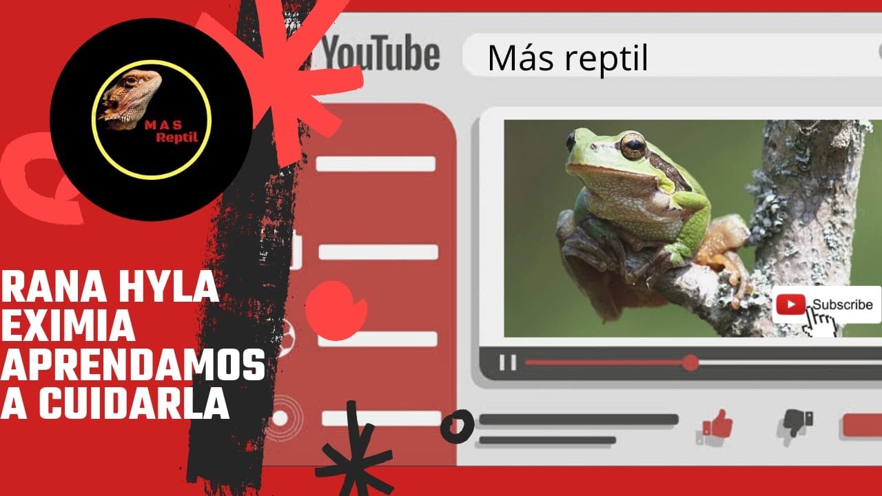 Rana Hyla Eximia - Aprendamos a cuidarla