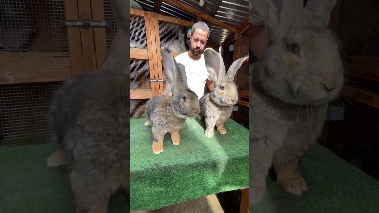 German Giant Rabbits 