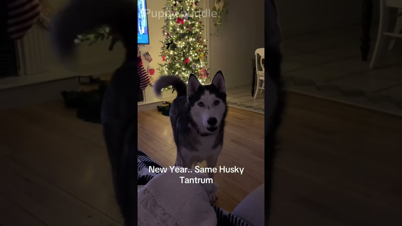 Huskies Having Husky Moments 🤣 P21