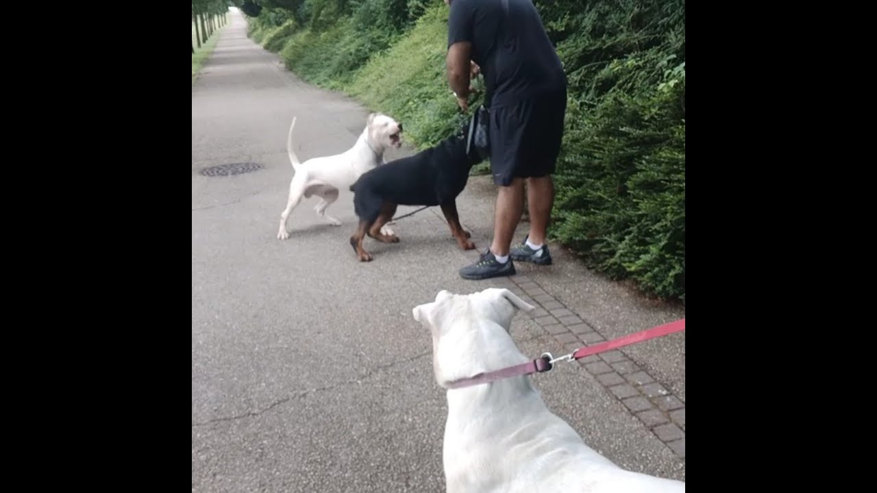 ARRIVÉE D'UN DOGO DE BRÉSIL/وصول دوكو ارجونتنو جديد 6 اشهر من البرزيل وتحديه في اليوم الاول لروتفالغ