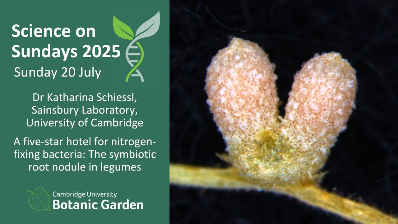 Science on Sundays – A 5-star hotel for nitrogen-fixing bacteria: symbiotic root nodules in legumes