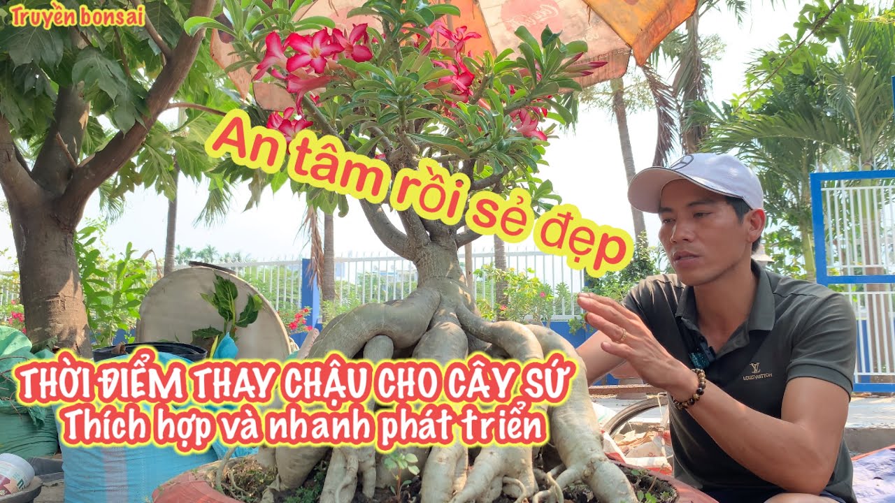 Chia sẻ thời điểm nào thích hợp thay chậu cho cây sứ phát triển.Adenium |Truyền bonsai